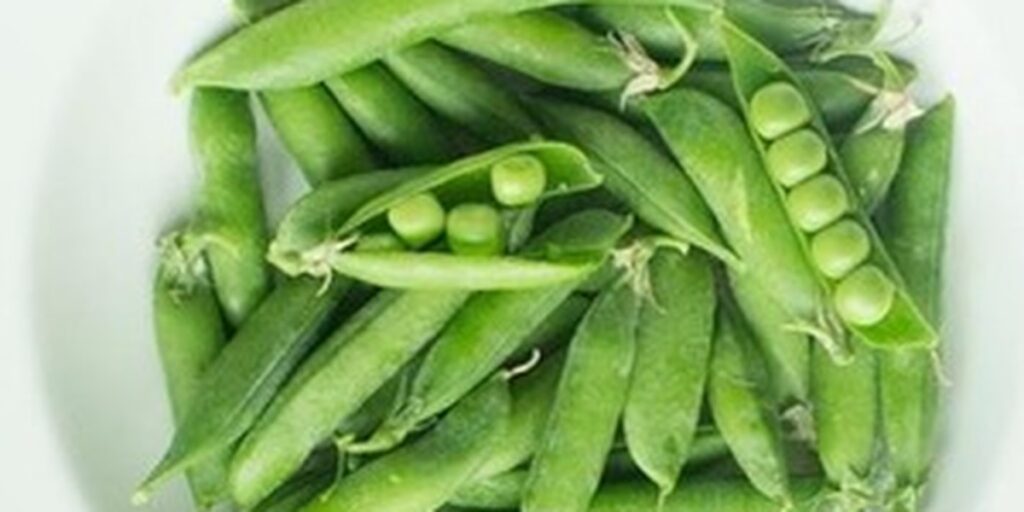 Natori Pea Collagen 80 vegan plant collagen active